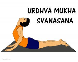 Urdhva Mukha Svanasana